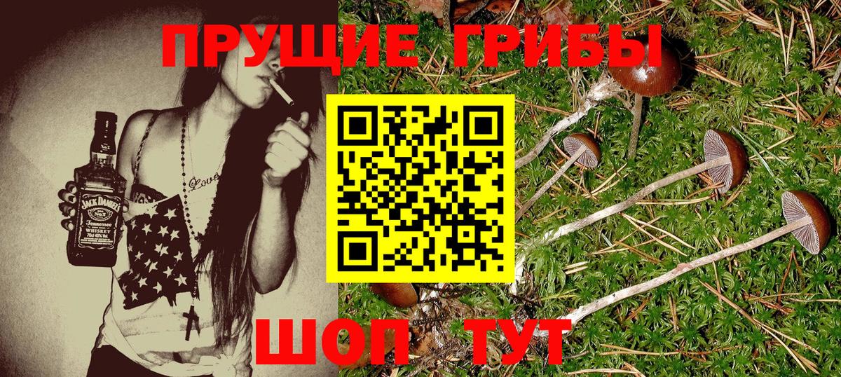 Глазов  Галлюциногенные грибы Psilocybine cubensis  Вход с VPN 